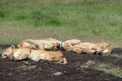 狮子 非洲 苹果浏览器 捕食者 野生动物 猫 男性 母狮 自然