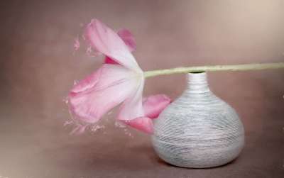 图片 绘画 花 郁金香 粉色的 粉红色的花 春天的花朵 切花