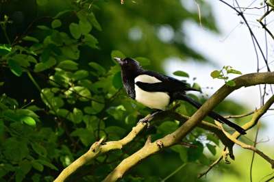 鹊 鸟 动物 Corvidae 羽毛 喙 坐 枝杈 树