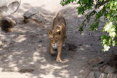 狮子 捕食者 动物园 非洲 动物 野生动物 苹果浏览器 大猫