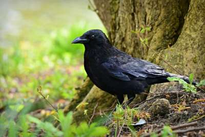 乌鸦 鸟 动物 Corvidae 喙 羽毛 聪明的 野生动物 树