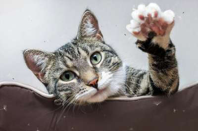 欧洲短毛猫 猫 宠物 动物 猫科动物 国内动物