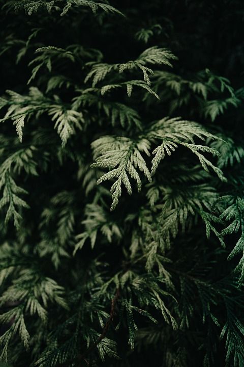 手机壁纸 植物 喜怒无常 自然 绿色 夏天 植物群 春天 盛开