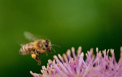 熊蜂 徘徊 花蜜 昆虫 盛开 Hoverfly 开花 自然 蜜蜂