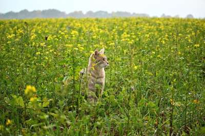 猫 小猫 花 场地 芥菜籽 蜜蜂牧场 品种猫 鲭鱼 虎猫 开花