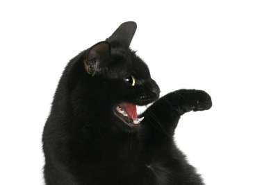 猫咪 宠物 动物 Katze 黑色的 哺乳动物