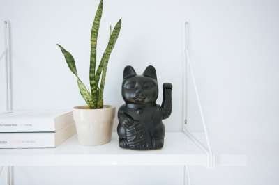 白色的 家具 内部的 植物 花盆 图书 展示 猫 花盆 花盆