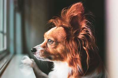 狗 可爱的 小狗 宠物 动物 犬类 甜的 乳头状