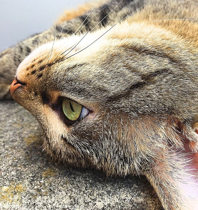 猫 宿醉 老虎 家畜 毛皮 动物群 动物 颠倒 动物的眼睛