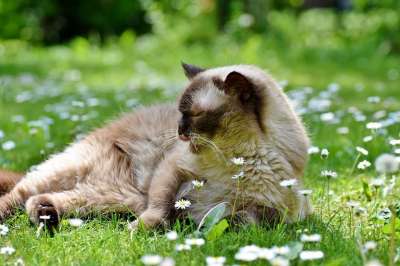 猫 宠物 动物 英国短毛猫 国内的 猫科动物 哺乳动物 猫咪