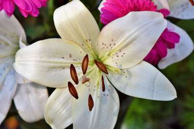 百合 开花 雄蕊 雌蕊 开花了 春天 花园花 花 自然