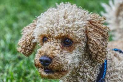 贵宾犬 狗 家畜 可爱的 玩 动物