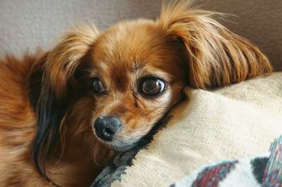 巴比龙 狗 宠物 动物 犬类 国内动物 哺乳动物 可爱的