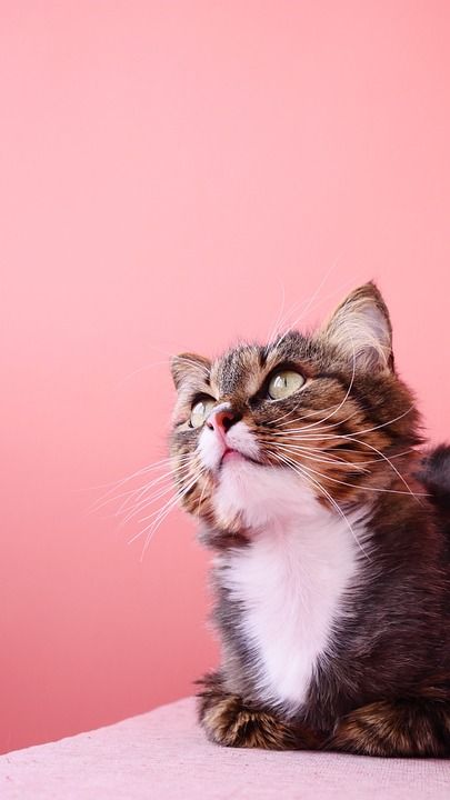 可爱 猫 动物 小猫 小的 宠物 年轻 家 毛皮 毛茸茸