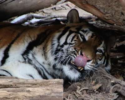 动物 老虎 动物园 猫科动物 哺乳动物 野生动物 野生动物摄影