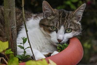 猫 家猫 花盆 谎言 细心 看法 警惕的 家畜 野生动物 猫眼