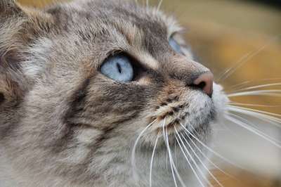 猫 猫Nala 照片的猫 猫科动物 小胡子 蓝色的眼睛 哺乳动物