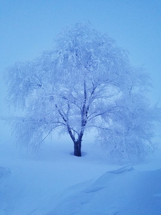 冬天 雪 寒冷的 自然 白色的 树木 霜 蒙大拿 冻结 冰