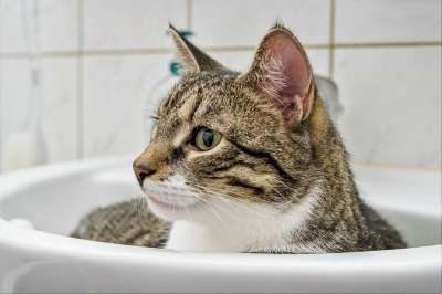 猫 宠物 动物 虎斑猫 鲭鱼猫 国内的猫 猫科动物 哺乳动物