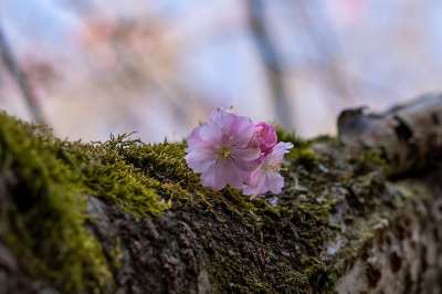 樱花 花朵 树 吠 苔藓 粉红色的花朵 春天的花朵 盛开 开花