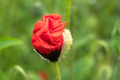罂粟 虞美人 展开 红色的 芽 罂粟花 野花 尖花 草地 春天