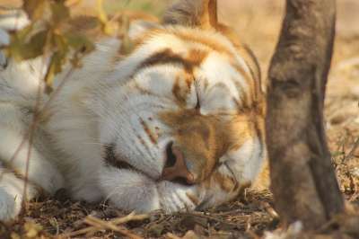 老虎 动物 动物园 睡眠 大猫 捕食者 条纹 猫科动物 哺乳动物