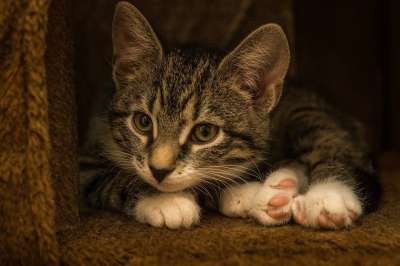 宿醉 小的 鲭鱼 小猫 家猫 家畜 可爱的 猫 猫宝宝 打呵欠