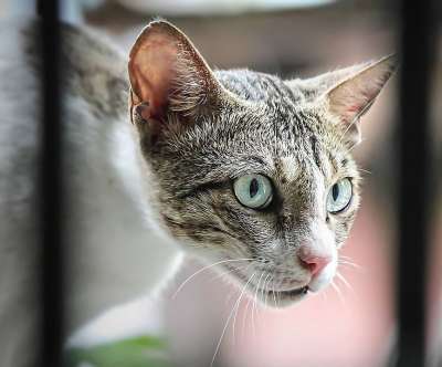 猫 眼睛 动物 宠物 肖像 小猫 毛皮 脸 黑色的 哺乳动物
