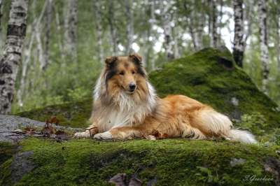 森林 狗 粗糙牧羊犬 动物 家犬 犬类 哺乳动物 可爱的