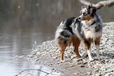 狗 澳大利亚牧羊犬 犬类 澳大利亚人 牧羊人 宠物 动物 国内的