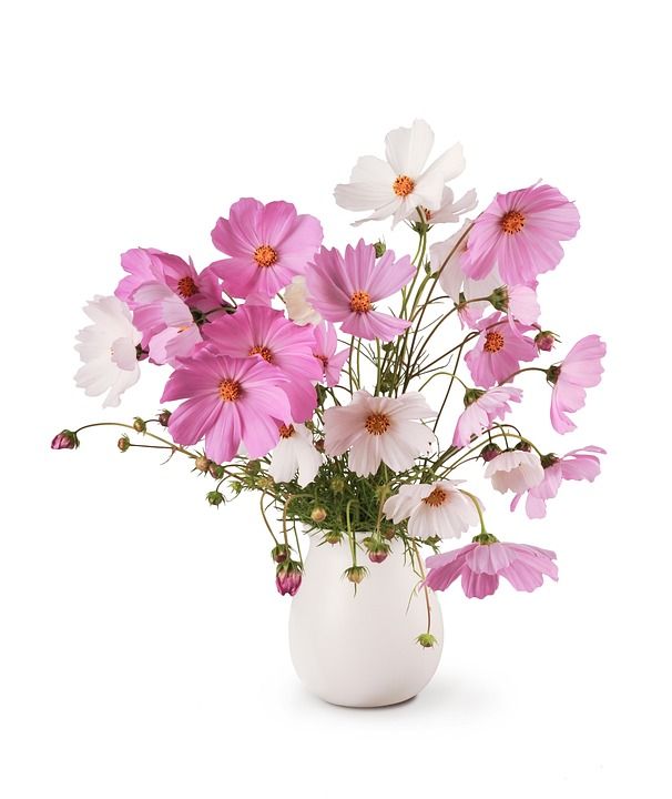 花束 白色的 Cosmea 花朵 粉色的 精美的 孤立 背景