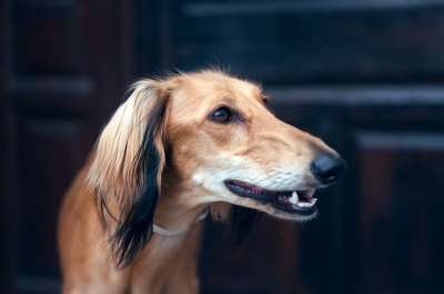 萨路基 肖像 波斯的狗 Sighthound 猎犬 长的狗