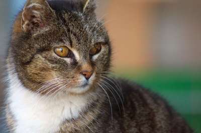 家猫 头 动物肖像 细心 关闭 Katzenkopf 猫脸