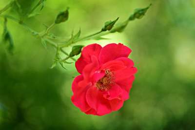 玫瑰 花 植物 干 芽 刺 花瓣 雌蕊 蕊 春天 象征