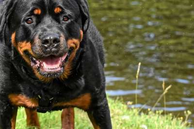 罗威纳犬 纯种狗 动物 狗 平静的 家畜 水域 洗澡 野生动物