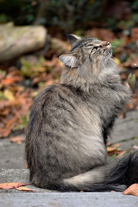 猫 邻居的猫 野猫 鲭鱼 猫脸 Katzenkopf 肖像 猫眼