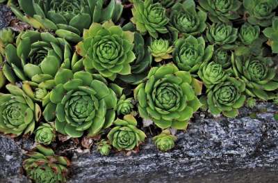 高清壁纸 植物 花园里的石头 Aeonium Rojnik 肉质植物
