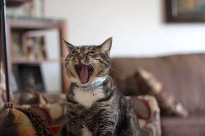 猫 动物 宠物 小猫 捕食者 毛皮 肖像 猫科动物 老虎