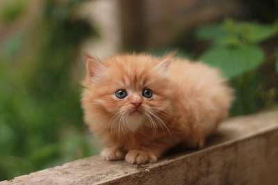 猫 小猫咪 波斯语 可爱 吉祥物 肖像 猫科动物 毛茸茸的 多毛