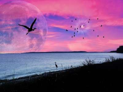 海洋 粉红色的天空 轮廓 日落 天空 海 粉色的 景观 黄昏