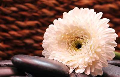 非洲菊 花 开花 复合材料 白色的 白色非洲菊 白花 白色的花