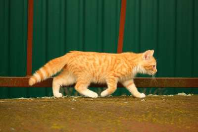 猫 猫宝宝 红虎斑 铁锈 小猫 年轻的猫 红猫 鲭鱼