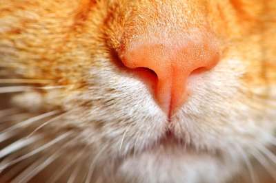 猫 猫鼻子 可爱的 猫脸 关闭 鲭鱼 Katzenkopf 晶须