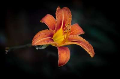 百合 花 橙花 花瓣 橙色花瓣 盛开 开花 植物群 植物 自然