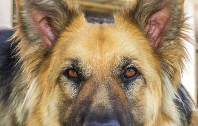 狗 狗狼 看 盯着 狗简介 动物 颜色肉桂 成年狗 德国牧羊犬