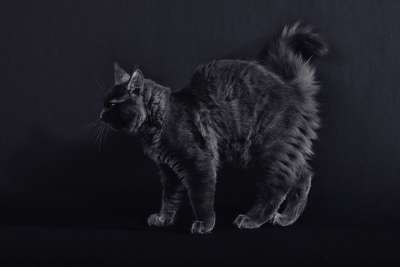 猫 缅因浣熊 黑色的 小猫 毛皮 轮廓 回 脾气暴躁 可爱的