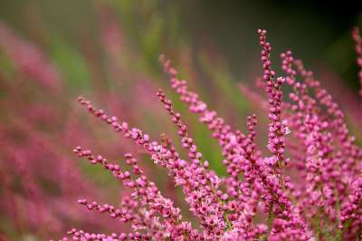 石南花 希瑟冬天 颜色粉色 植物 鲜花 春天 花园 园艺
