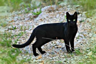 猫 手表 在看着 动物区系 小猫 家猫 宠物 可爱 动物 鱼骨