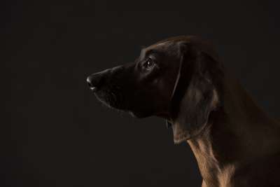 巴伐利亚山上的猎犬 肖像狗 以狗