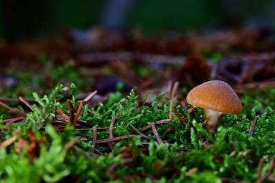 森林 小蘑菇 棕色的 苔藓 关闭 森林地面 光 冬天 森林空地